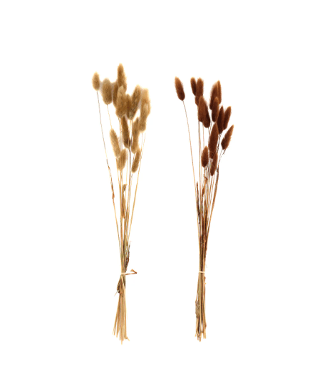 Set Of Two Natural Dried Lagarus Bouquets In Cream & Brown - Price Crash Furniture