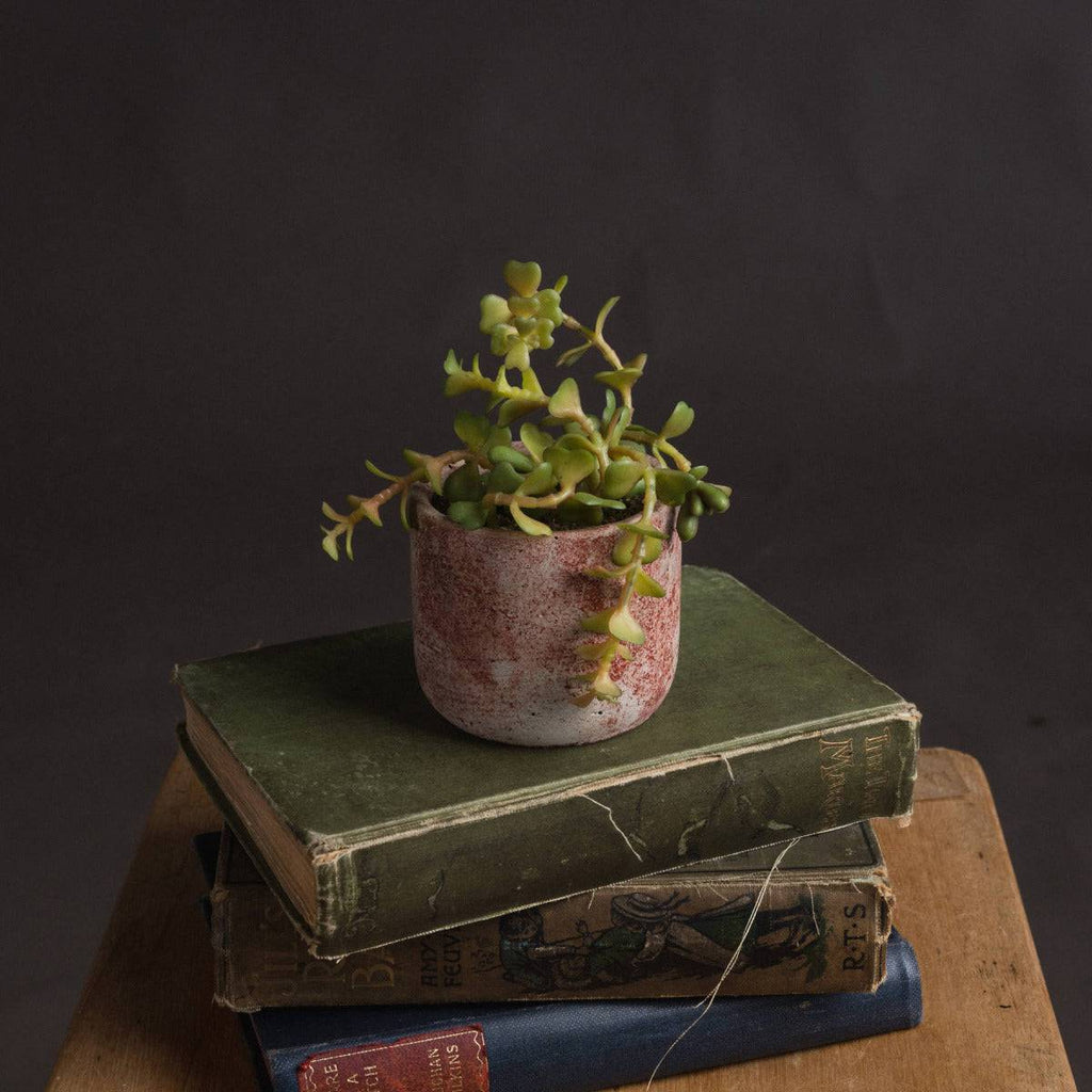 Miniature Potted Succulent - Price Crash Furniture
