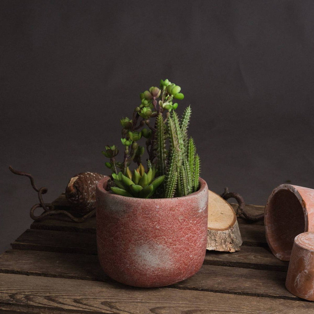 Potted Cacti and Succulent - Price Crash Furniture