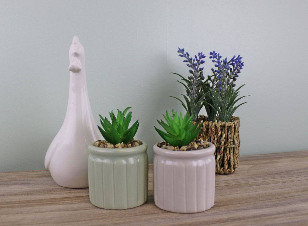 Set of Two Succulents In Ceramic Pots - Price Crash Furniture