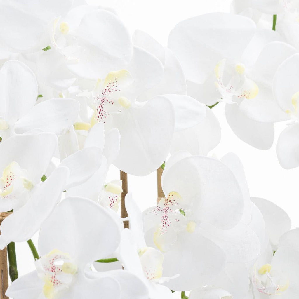 Large White Tall Orchid In Glass Pot - Price Crash Furniture