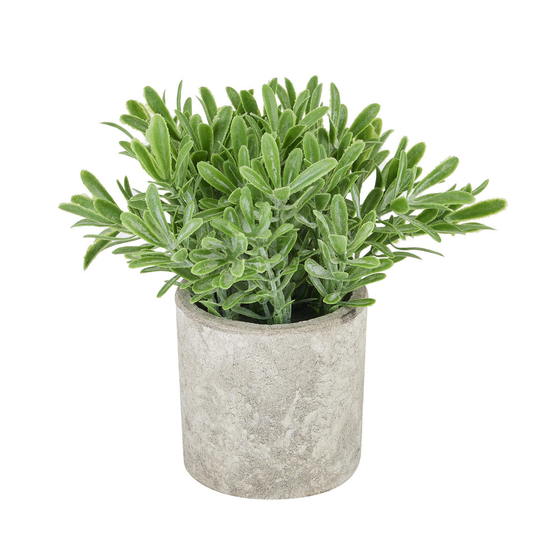 Buxus Plant In Stone Effect Pot - Price Crash Furniture