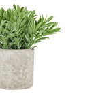 Buxus Plant In Stone Effect Pot - Price Crash Furniture