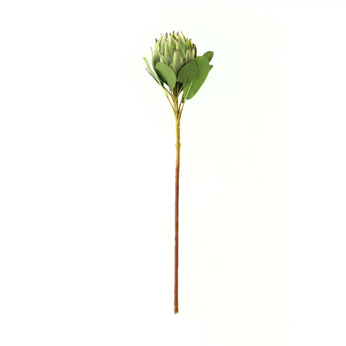 Large Green Protea - Price Crash Furniture