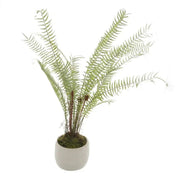 Potted Large Boston Fern - Price Crash Furniture