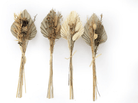 Set Of Four Bouquets Of Dried Grasses With Palm Spear - Price Crash Furniture