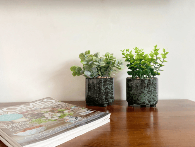 Set Of Two Succulent In Glazed Pots - Price Crash Furniture