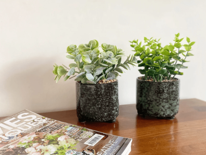 Set Of Two Succulent In Glazed Pots - Price Crash Furniture