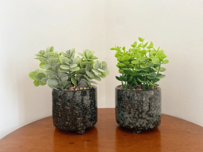 Set Of Two Succulent In Glazed Pots - Price Crash Furniture