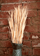 Decorative Dried Wheat 60cm - Price Crash Furniture