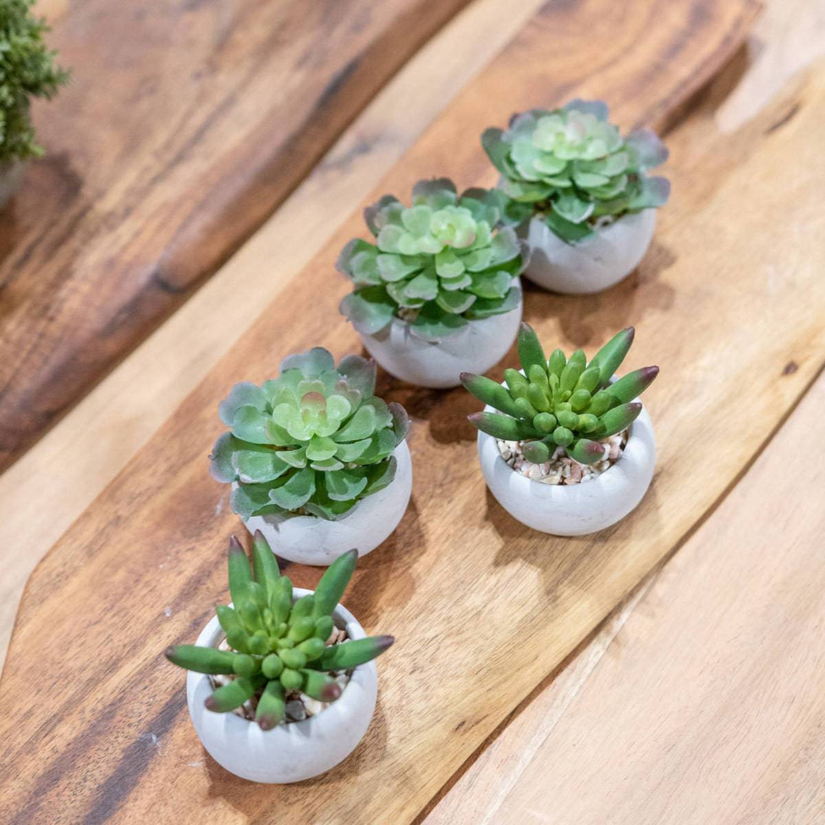 Miniature Lola Succulent In Cement Pot - Price Crash Furniture