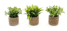 Set Of Three Rope Effect Pots And Artificial Succulents - Price Crash Furniture