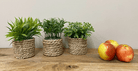 Set Of Three Rope Effect Pots And Artificial Succulents - Price Crash Furniture