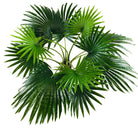 Artificial Fan Palm Tree 150cm Washingtonia Palm - Price Crash Furniture