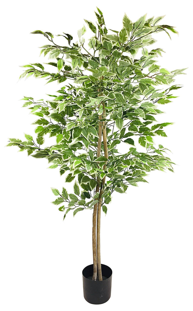 Artificial Ficus Tree 200cm with Variegated Leaves - Price Crash Furniture