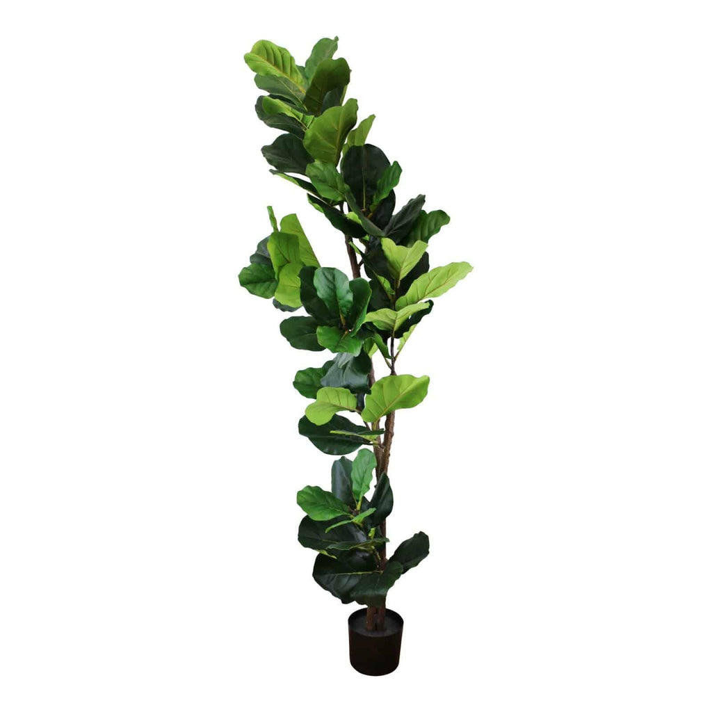 Artificial Fiddle Leaf Fig Tree 180cm, Ficus lyrata - Price Crash Furniture