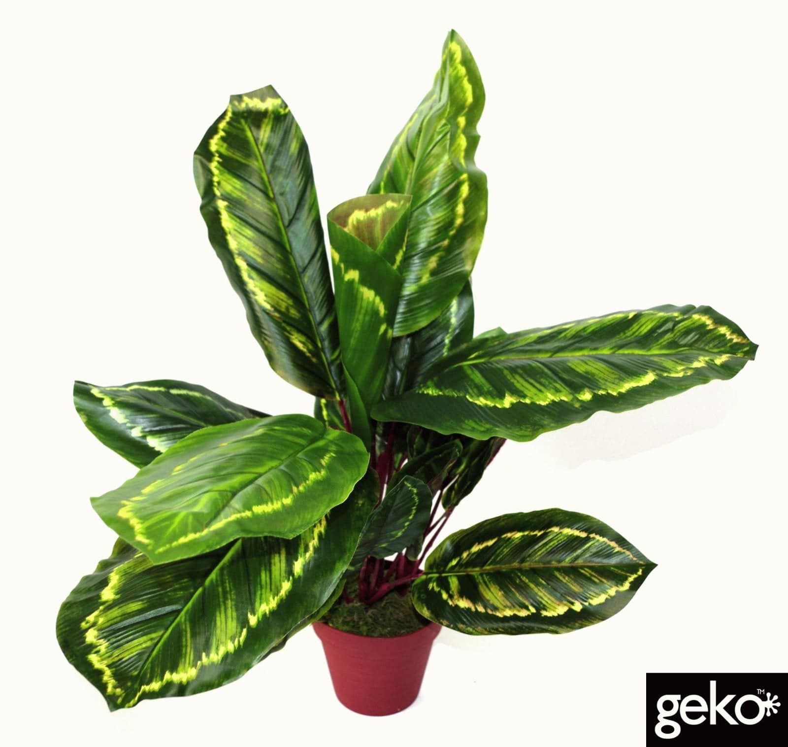 Artificial Medium 50cm Calathea Veitchiane Plant - Price Crash Furniture