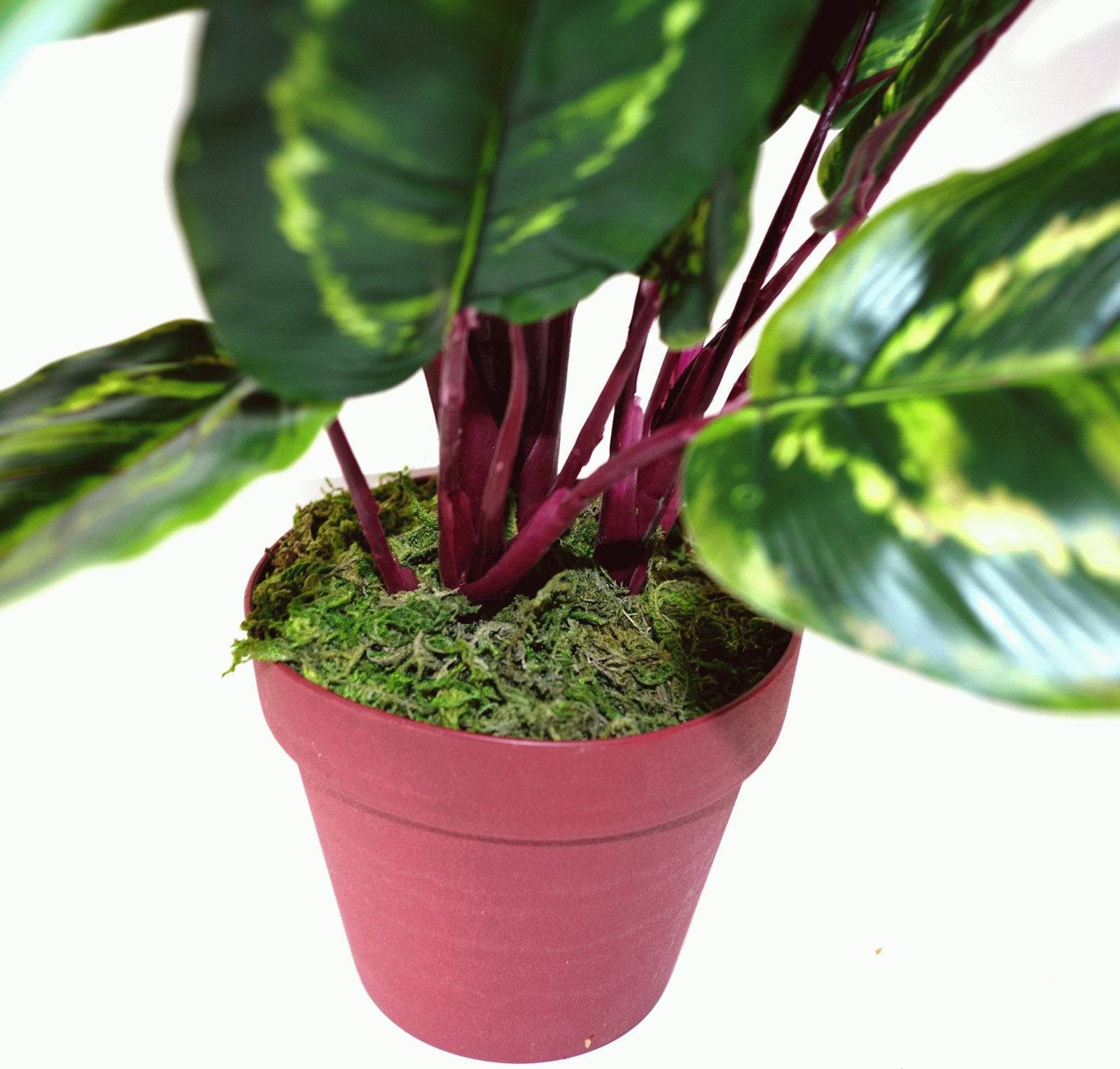 Artificial Medium 50cm Calathea Veitchiane Plant - Price Crash Furniture