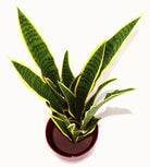 Artificial Medium 80cm Sansweieria Plant - Price Crash Furniture