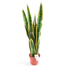 Artificial Medium 80cm Sansweieria Plant - Price Crash Furniture