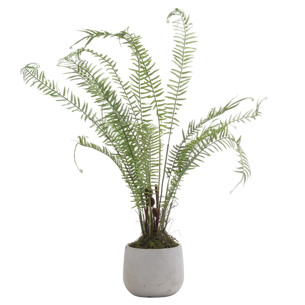 Boston Large Potted Fern - Price Crash Furniture