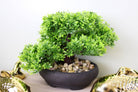 Eastern Faux Bonsai Tree in Boxwood Style - Price Crash Furniture