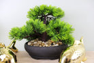 Eastern Faux Bonsai Tree in Fir Tree style - Price Crash Furniture