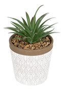 Green Succulent In White Terracotta Pot - Price Crash Furniture