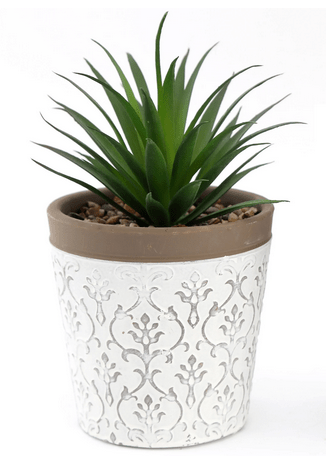 Green Succulent In White Terracotta Pot - Price Crash Furniture
