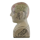 Large Ceramic Crackle Phrenology Head - Price Crash Furniture