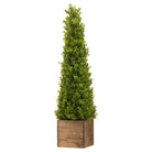 Large Topiary Pyramid - Price Crash Furniture