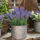 Lavender In Mini Dolly Tin - Price Crash Furniture