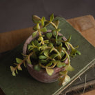 Miniature Potted Succulent - Price Crash Furniture