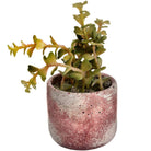 Miniature Potted Succulent - Price Crash Furniture