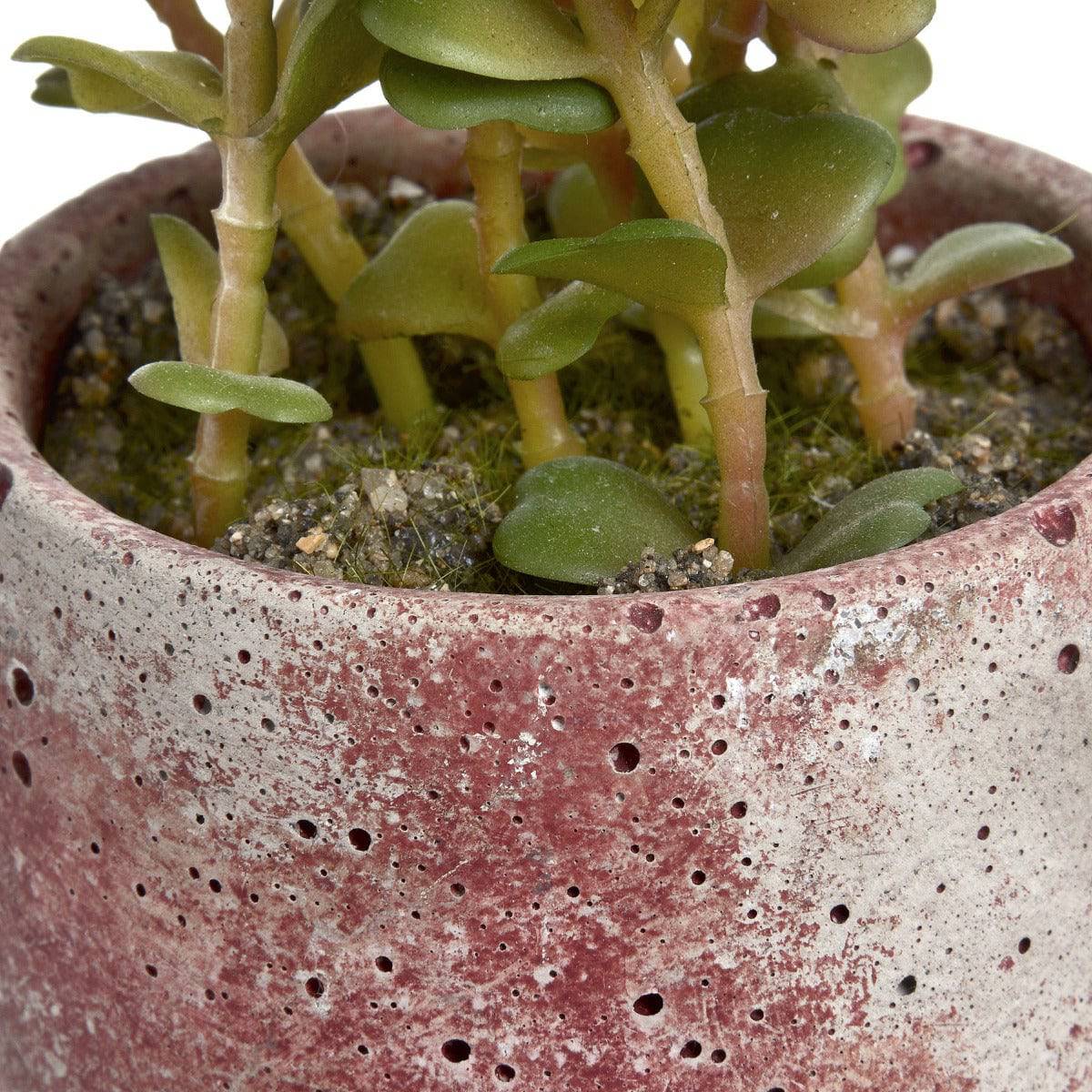 Miniature Potted Succulent - Price Crash Furniture