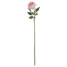 Pastel Pink Portland Rose - Price Crash Furniture