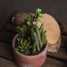 Potted Cacti and Succulent - Price Crash Furniture