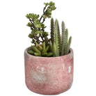 Potted Cacti and Succulent - Price Crash Furniture