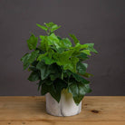 Potted Ivy House Plant - Price Crash Furniture