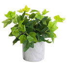 Potted Ivy House Plant - Price Crash Furniture