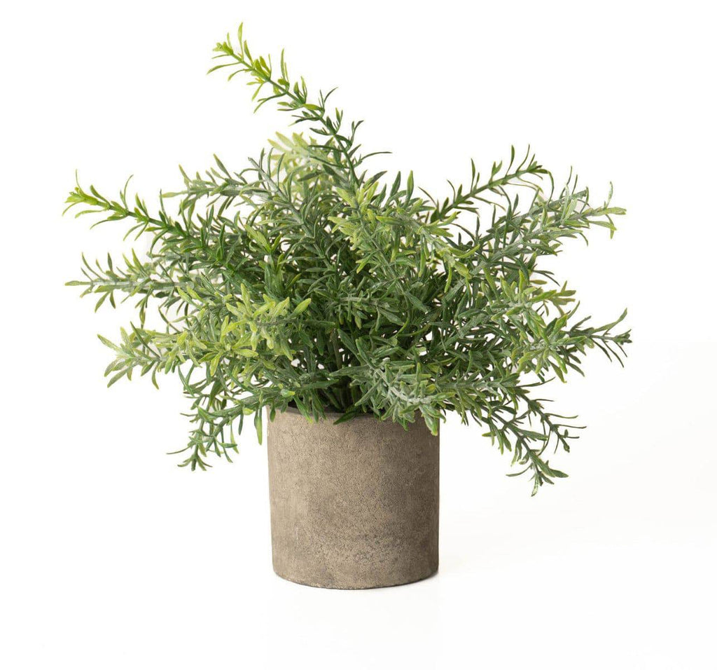 Rosemary Plant In Stone Effect Pot - Price Crash Furniture