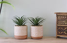 Set of 2 Faux Succulents In Ceramic Pots - Price Crash Furniture