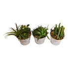 Set of 3 Faux Succulents In Tin Buckets - Price Crash Furniture