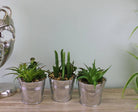 Set of 3 Faux Succulents In Tin Buckets - Price Crash Furniture