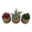 Set of 3 Succulents In Ceramic Pots With A Cubic Design - Price Crash Furniture