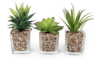 Set Of Three Faux Succulents In Glass Pots - Price Crash Furniture