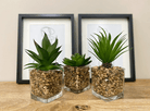 Set Of Three Faux Succulents In Glass Pots - Price Crash Furniture