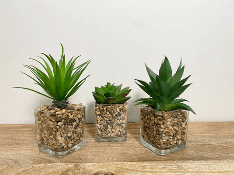 Set Of Three Faux Succulents In Glass Pots - Price Crash Furniture