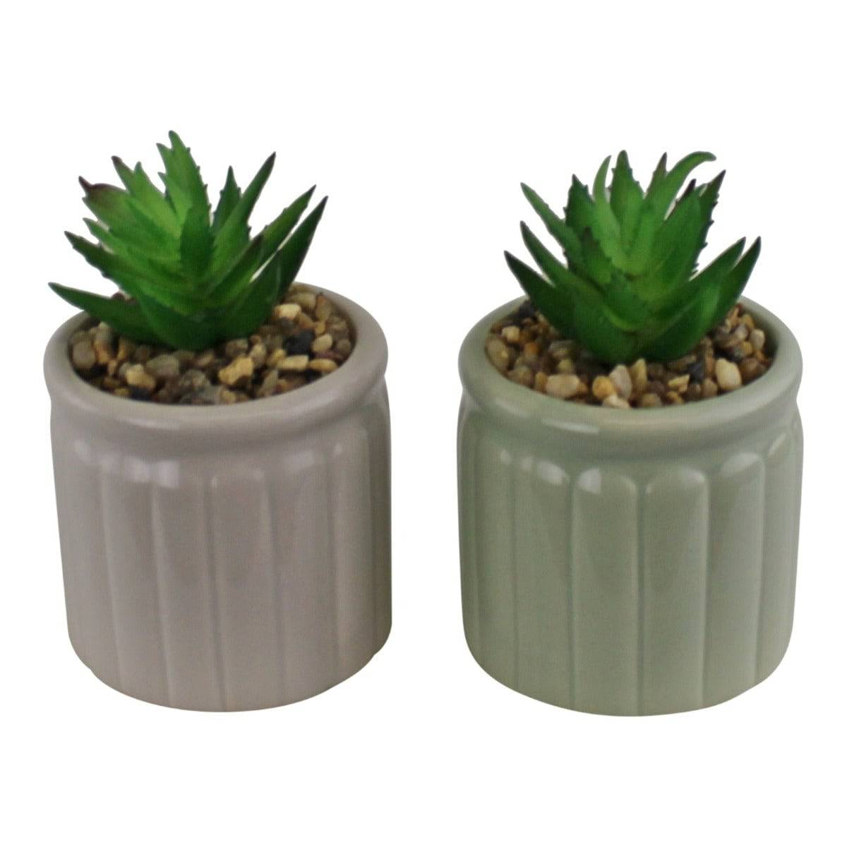 Set of Two Succulents In Ceramic Pots - Price Crash Furniture