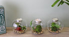 Succulent In Glass Terrarium with TeaLight Holder - Price Crash Furniture